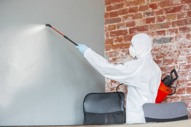 Best Basement Mold Removal  in Ipswich, SD